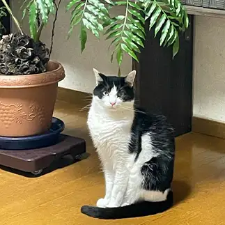 トトロすぎるネコ　　むっちゃんさん