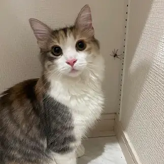虫が好きで見つけるのが得意すぎるネコ　　石井さくらさん