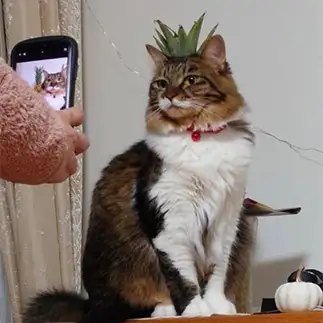 ポーズをとるすぎるネコ　　くるくるさん