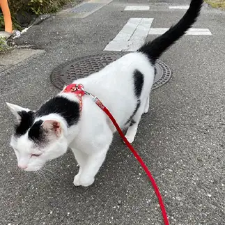 散歩が上手すぎるネコ　　みゅうさん