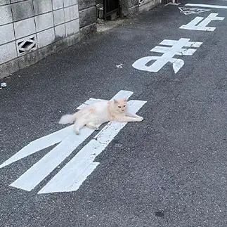 止まりすぎるネコ　　kaochilさん