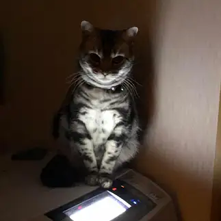 怪談話がうますぎるネコ　　さくらいにこさん
