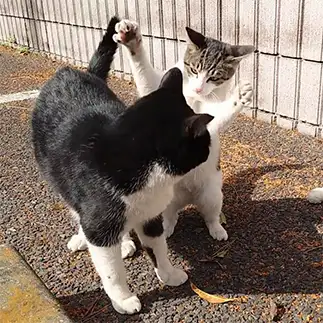 子ぐま出没すぎるネコ　　アロエさん
