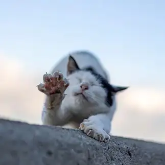 「と、特選を…」とねだりすぎるネコ　　nyansphotoさん
