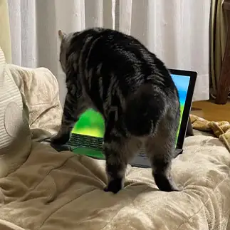 ロック解除しすぎるネコ　　こまっちゃんママさん