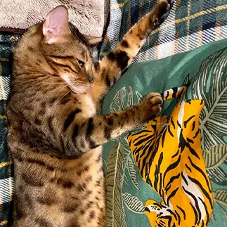 見つめ合うすぎるネコ　　カジハラさん