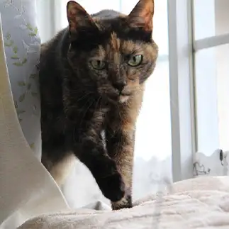 流石元野良猫！歩き方かっこよすぎるネコ　　きらさん