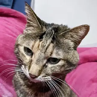 寝起きがシワシワすぎるネコ　　ひまわり屋ひまさん