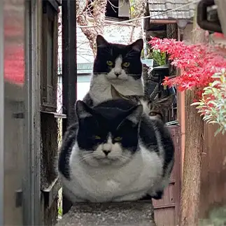 ねこザイルでガン見すぎるネコ　　ゆきんこさん
