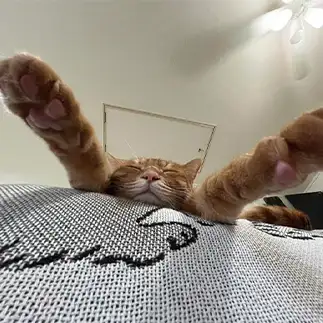 夢の中では何でもできるニャすぎるネコ　　えいこ8さん