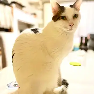 猫背すぎるネコ　　きゃらおれさん