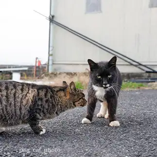 ビビッ！！とニャンコレーダーに引っかかりすぎるネコ　　jingさん