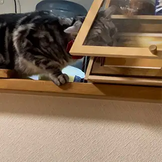 扉開けたはいいけど挟まりすぎるネコ　　こまっちゃんママさん