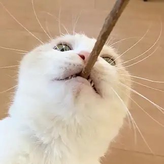 ヒゲ広がりすぎるネコ　　クゥちゃんのおかんさん