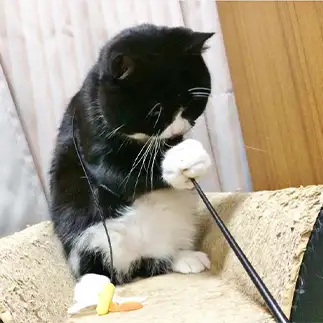 マイクに見たてすぎるネコ　　tachiさん