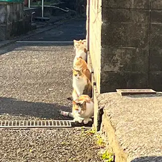 その行列、何時間待ちですか？すぎるネコ　　sプラザさん
