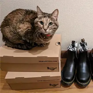 ディスプレイすぎるネコ　　ひまわり屋ひまさん
