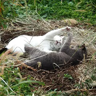 イエーイすぎるネコ　　黒猫カレンさん