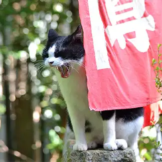 尊すぎるネコ　　仙城彩漓さん