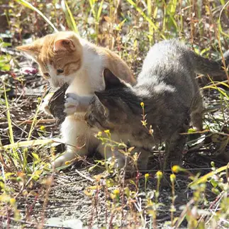 お宝一人じめすぎるネコ　　黒猫カレンさん
