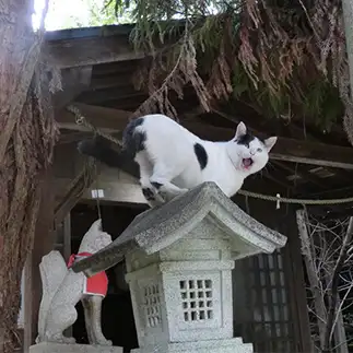 神様降臨すぎるネコ　　うりねこさん