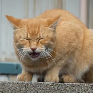 いやだ～！！すぎるネコ　　うりねこさん