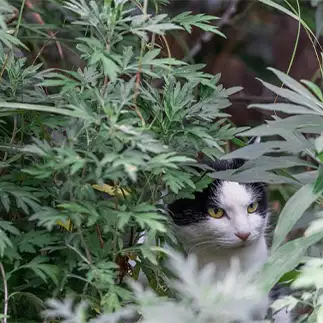 植物になりきりすぎるネコ　　吉冨武留さん