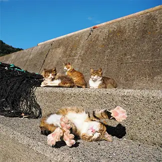 全力でバンザイしすぎるネコ　　ねこぬまかくさん