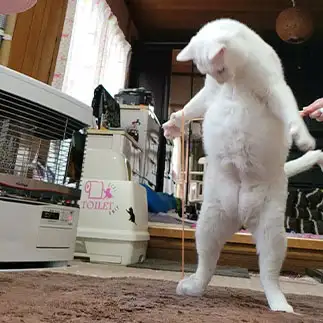 ちと食べ過ぎたかにゃすぎるネコ　　yamawaiisoraさん