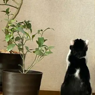 念力を送りすぎるネコ　　むっちゃんさん