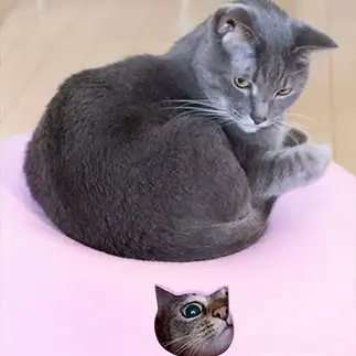 初めての顔はめパネルすぎるネコ　　ゆずなつさん