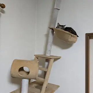 気にしなさすぎるネコ　　ひまわり屋ひまさん