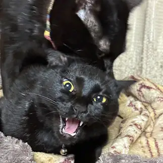 人間に助けをもとめすぎるネコ　　くまねこさん