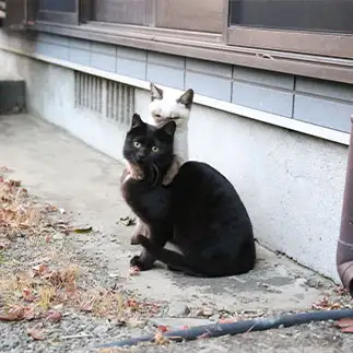 おんぶされたすぎるネコ　　ｔｚｋｒｓａｔｏｒｕさん