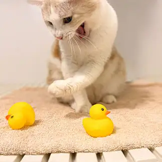 左フックが強烈すぎるネコ　　クゥちゃんのおかんさん