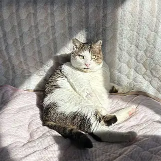どう撮っても悪猫に見えてしまいすぎるネコ　　かうちゃんさん