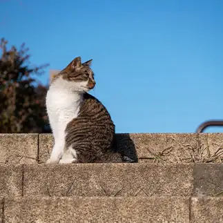 モデルすぎるネコ　　いのこうさん