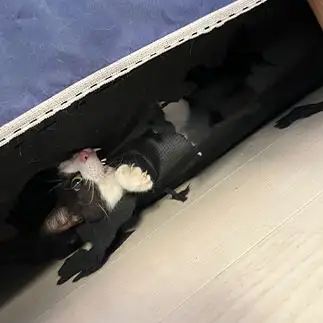 ベッドを破壊する、ドラキュラすぎるネコ　　みゅうさん
