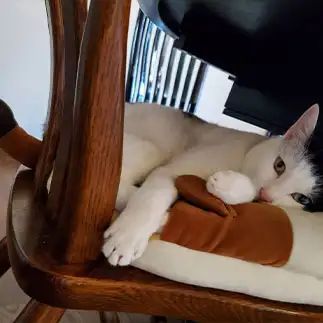 ねこクッションとシンクロしすぎるネコ　　アオルナ５さん
