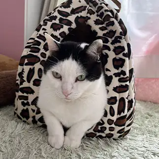 やどかりすぎるネコ　　みゅうさん