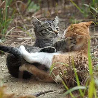 なぁ、角生えてるでぇすぎるネコ　　黒猫カレンさん