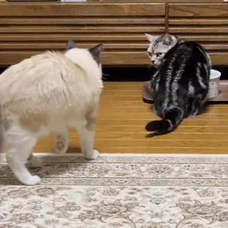 新入りに眼力すぎるネコ　　こまっちゃんママさん