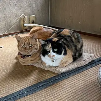 満席です感強すぎるネコ　　えいこ8さん