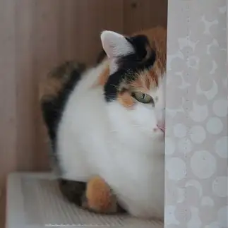 用心深すぎるネコ　　ちわこさん