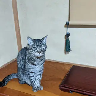 置き物すぎるネコ　　じゃむぱん泉さん