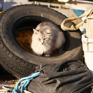 猫転送装置使いすぎるネコ　　おいにゃんさん