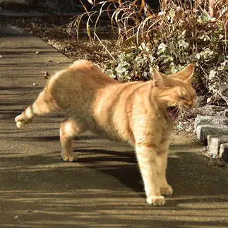 足がつって痛いのを我慢しすぎるネコ　　terumaronさん