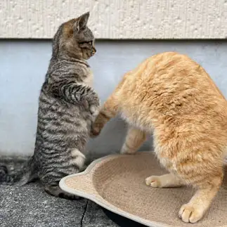 立ち方を教えすぎるネコ　　sプラザさん
