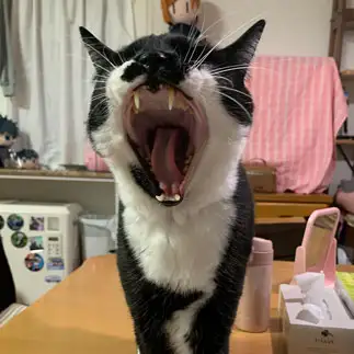 『もう！いやぁぁぁー！！』すぎるネコ　　ぼんままさん