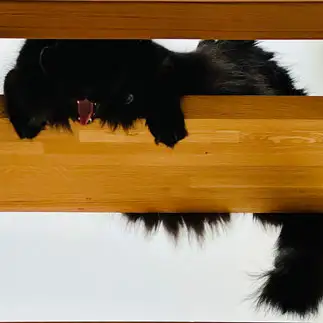 未知の生物みたいに写りすぎるネコ　　カジハラさん